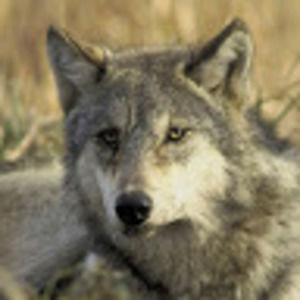 Meet your Posher, Mark T